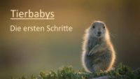 Tierbabys – Die ersten Schritte Cover, Poster, Tierbabys – Die ersten Schritte